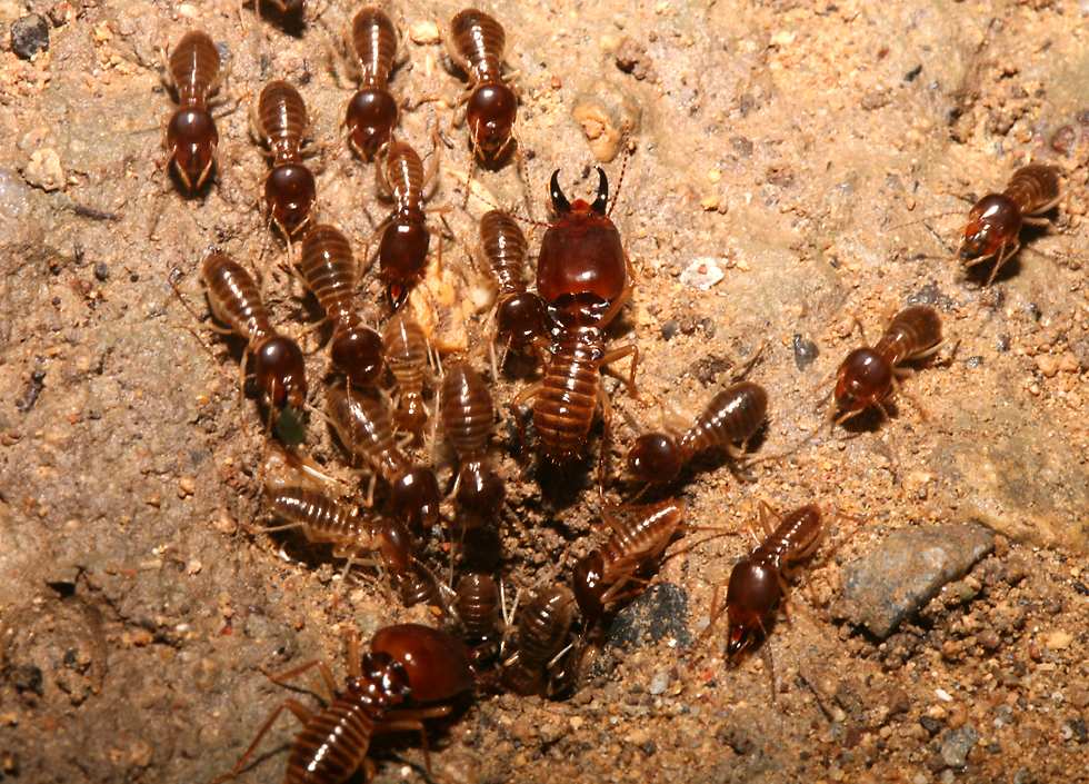 Six Signs of Termites in Your Home | HomeSource